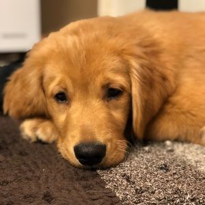 Meet your Posher, Janine